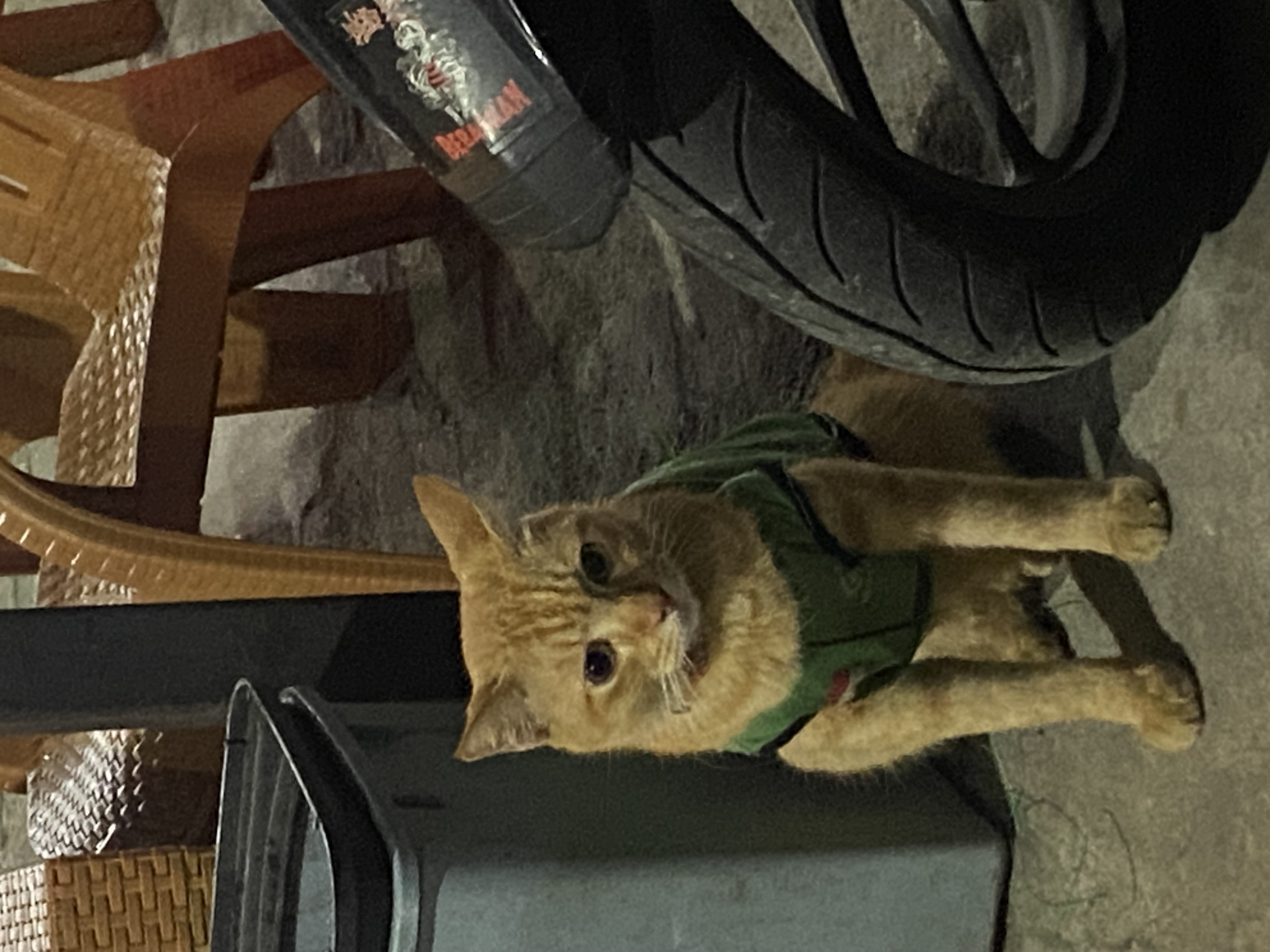 KUCING OJOL